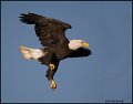 _0SB8903 american bald eagle